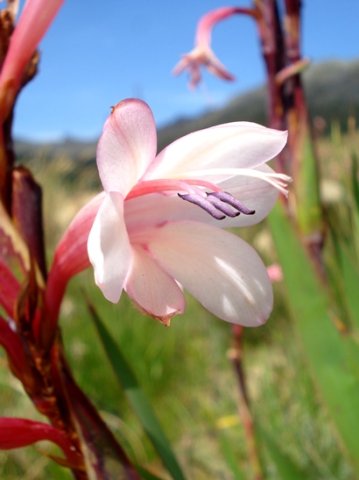 Watsonia fourcadei flower